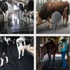 High Density Equestrian Rubber Mat for Horse Barn Non-Slip Durability